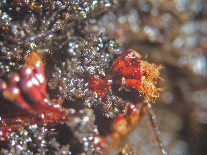 Metatrichia vesparium?